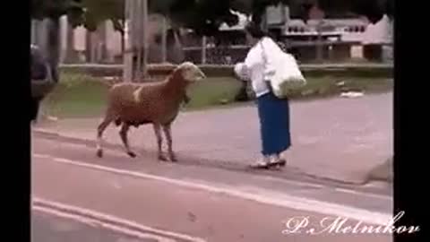 Баран безобразничает