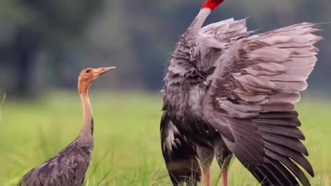 Cranes in a rice field