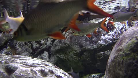 Carps swimming between the rocks