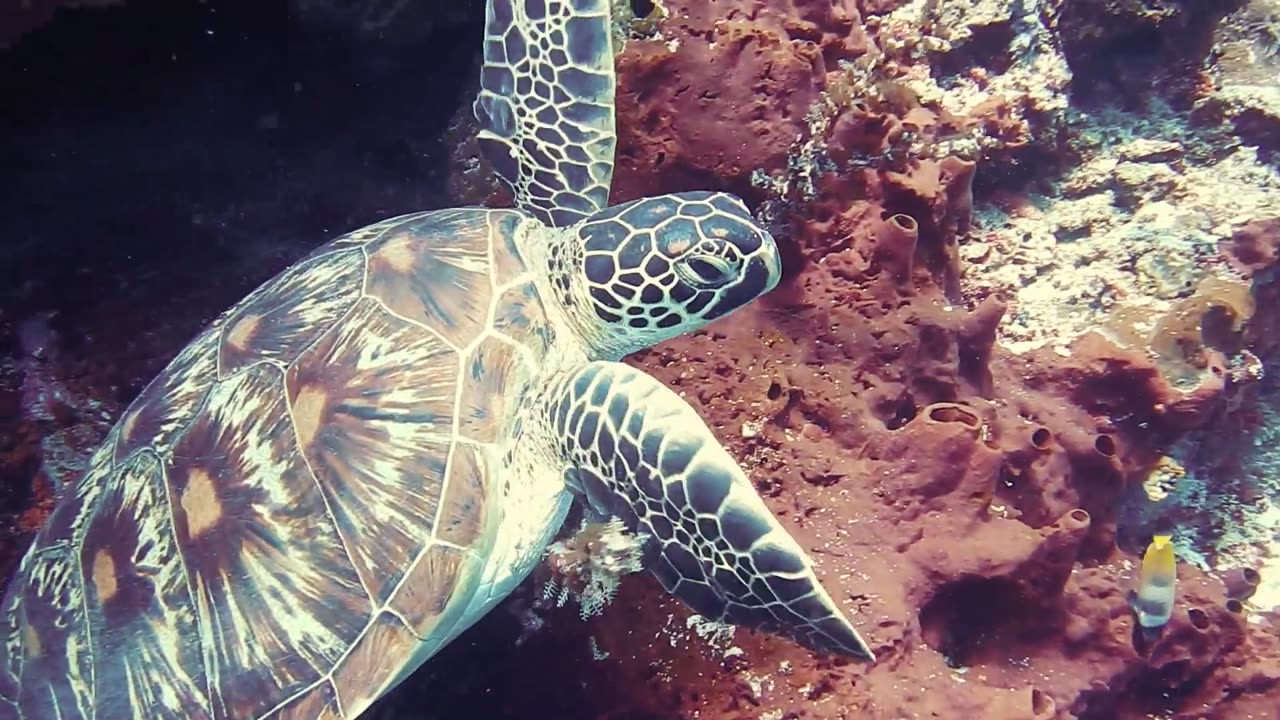 Turtle Under Water