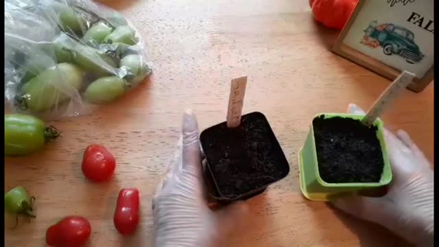 Trying to grow Tomatoes In the Fall and WInter..Part 1