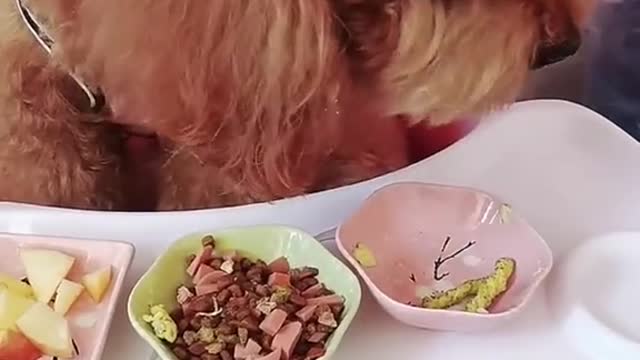 Cute Fluffly Dog eating