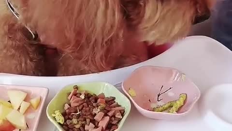 Cute Fluffly Dog eating