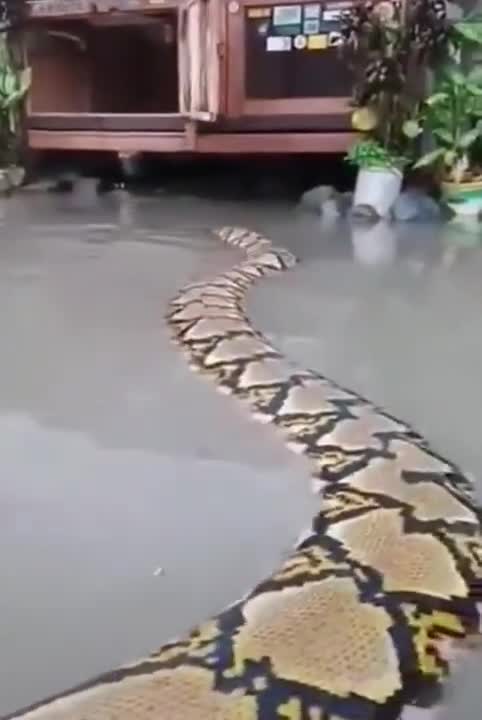 amazing snake #shorts Cute animals​ #shorts