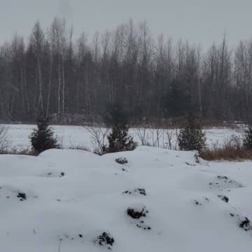 4 deer out to enjoy the first snow