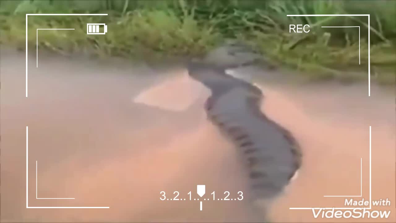 images of a real anaconda