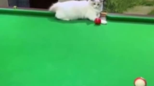 funny cat pool shot