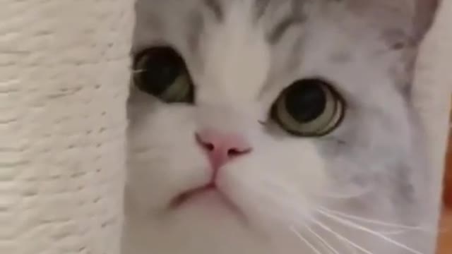 cats - omg so cute cats ♥ best funny cat videos 2021 #shorts