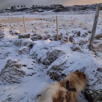 Morgen Lufter med Chow Chow på NordDyrøya