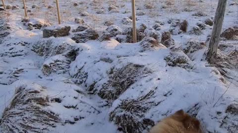 Morgen Lufter med Chow Chow på NordDyrøya