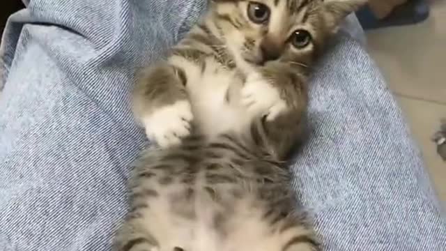 Can't stop laughing animals 🐈😺 Cute #26💋🥺