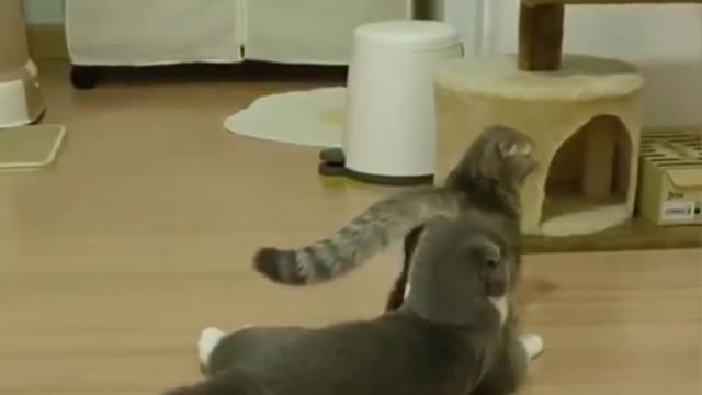 Cats will make you REAY LAUGH
