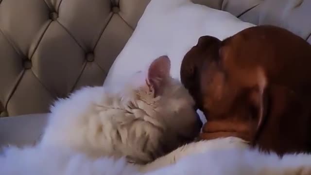 Cute Kitten lick and hug sleepy dog