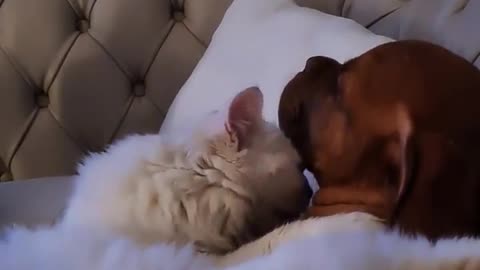 Cute Kitten lick and hug sleepy dog