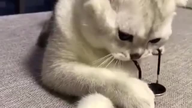 Cute cats๐๐