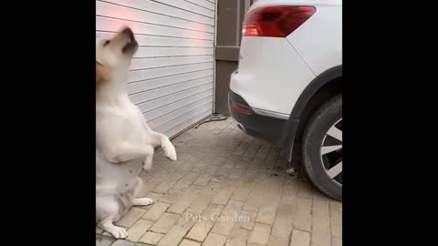 MY GOD Cute puppies 😍😍 Compilation # 04 of cute and funny dogs😍
