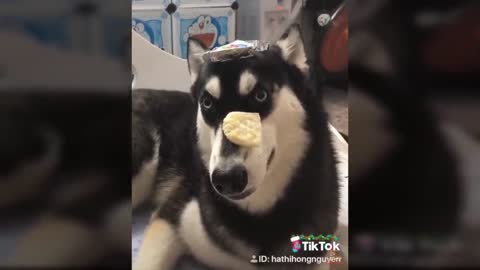 Funny Dog Reaction to Dog Food - Funny Dog Food Reaction Compilation