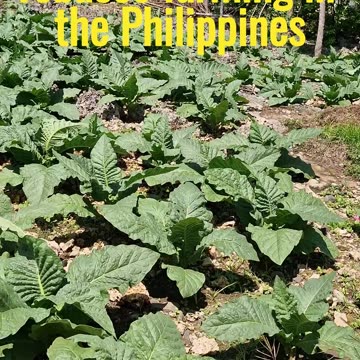 Tobacco growing in Laguindingan has been an integral part of the local economy and culture for years