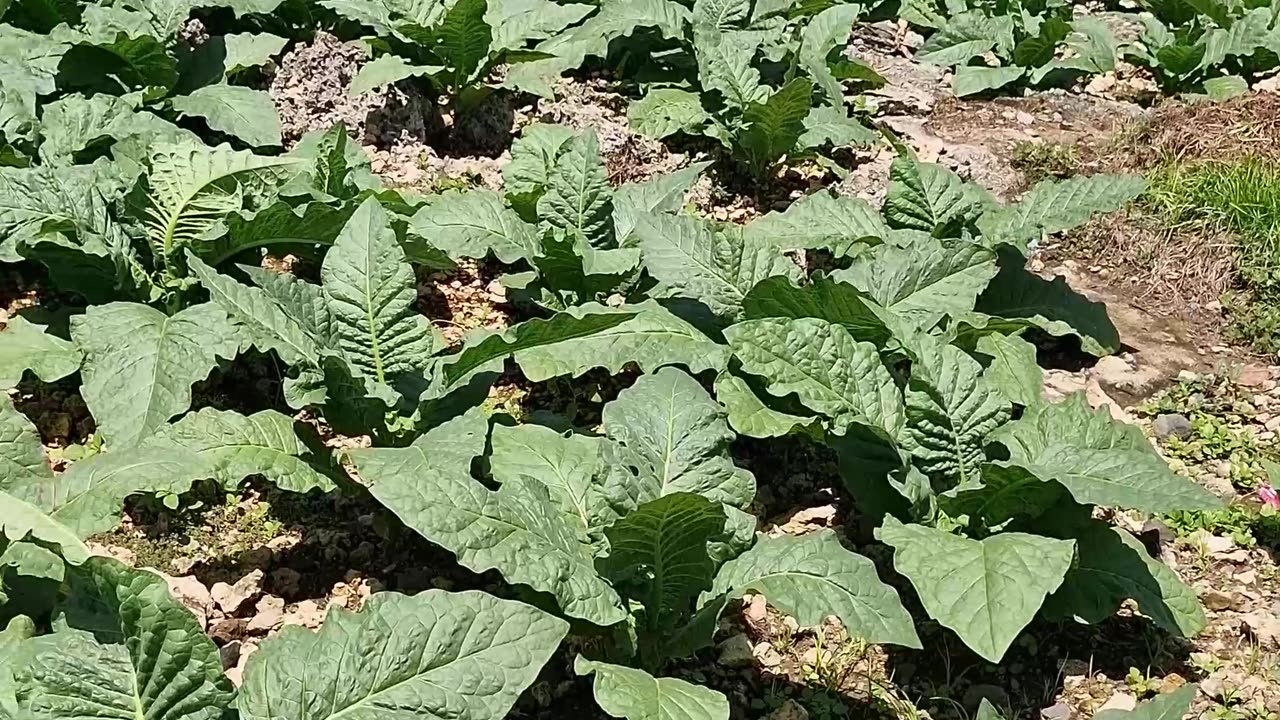 Tobacco growing in Laguindingan has been an integral part of the local economy and culture for years