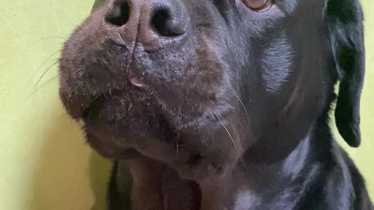 Dog Hides Stolen Candy in Its Mouth