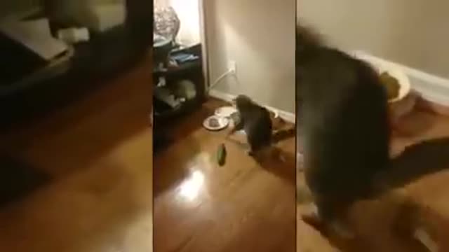 Funny cats scared of cucumbers