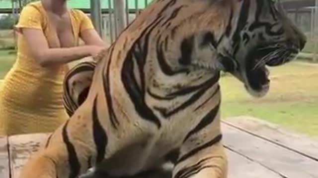 Tiger likes massage