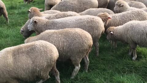 The sheep are eating grass.