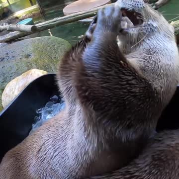 Set the ice machine to ottermatic