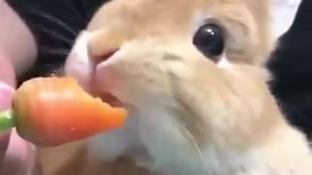 Rabbit eating tasty carrot!!!! very cute!