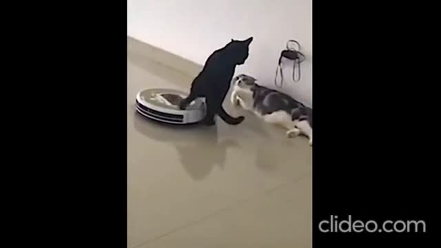 OS VIDEOS DE ANIMAIS ENGRACADOS COMPLETO