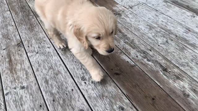 ADORABLE GOLDEN RETRIEVER PUPPY!