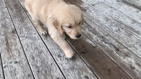 ADORABLE GOLDEN RETRIEVER PUPPY!