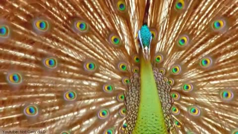 Most Beautiful Peacocks in the World birds