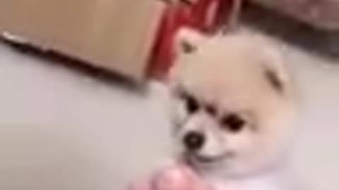 Cats e dogs funny