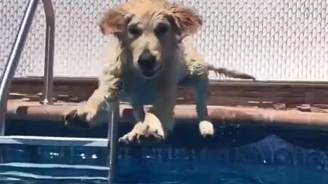 when dog want to swim😘😍😍