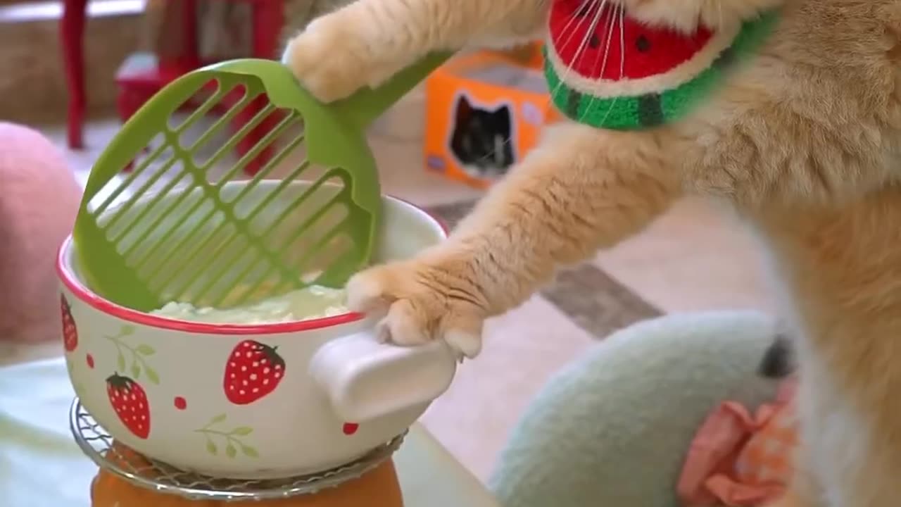 Cute Funny Cat..!! #cooking for you today