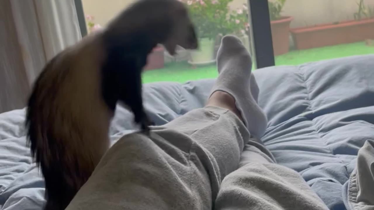 Playful Ferret Falls off the Bed