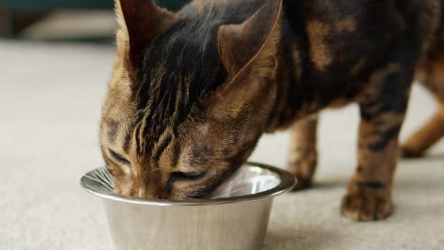 Bengal cat eating from metal bowl close-up