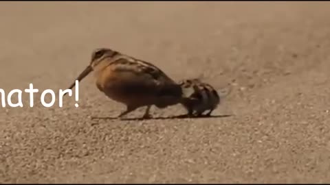 Unclewazza. 2024.Ornithologist creates music video for his Fav bird.?? American Woodcock.??