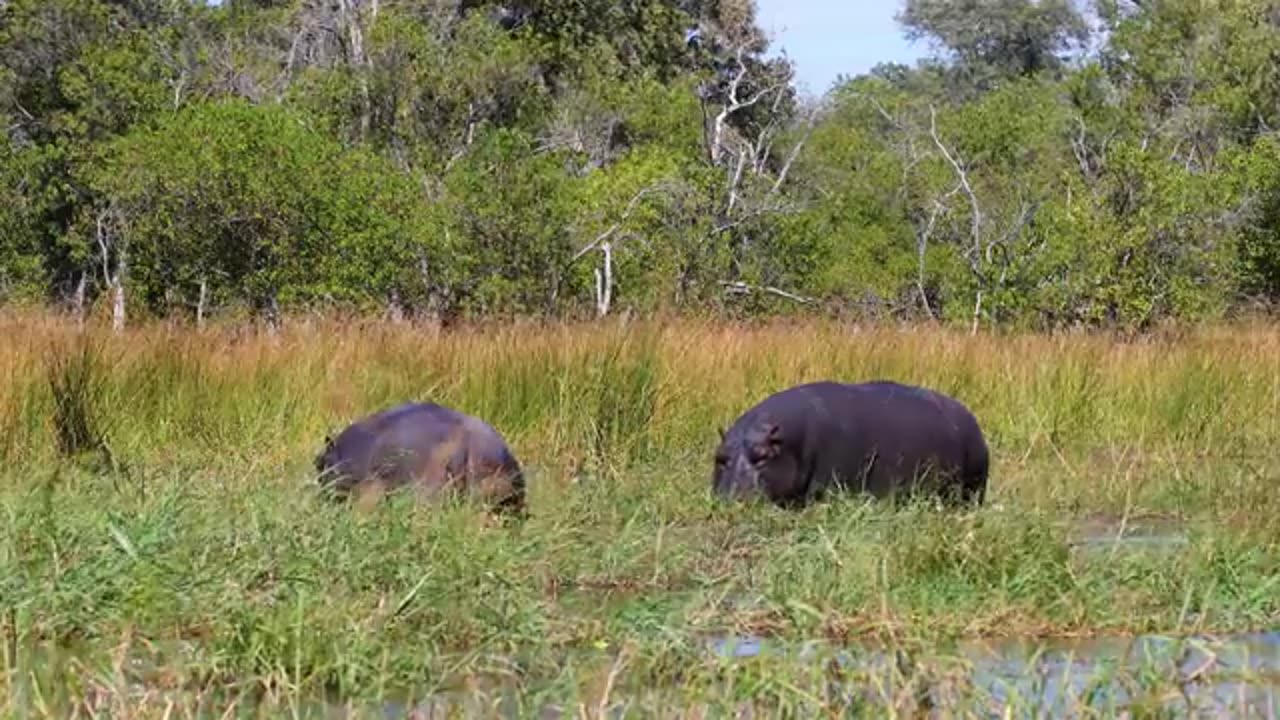 funny video show