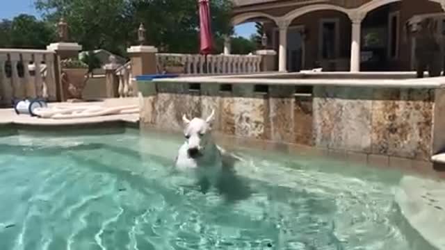 Joyful Great Dane Jumps Out of the Pool To Greet his Dad