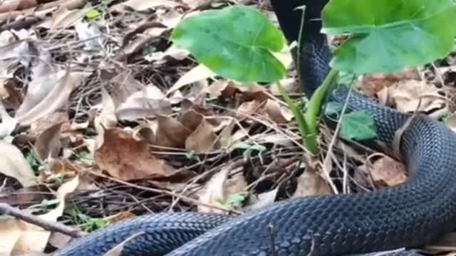 BREATHING cobra snake