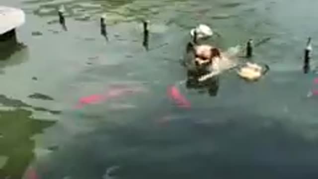 Funniest_cat_and_dog_video!! Part 23