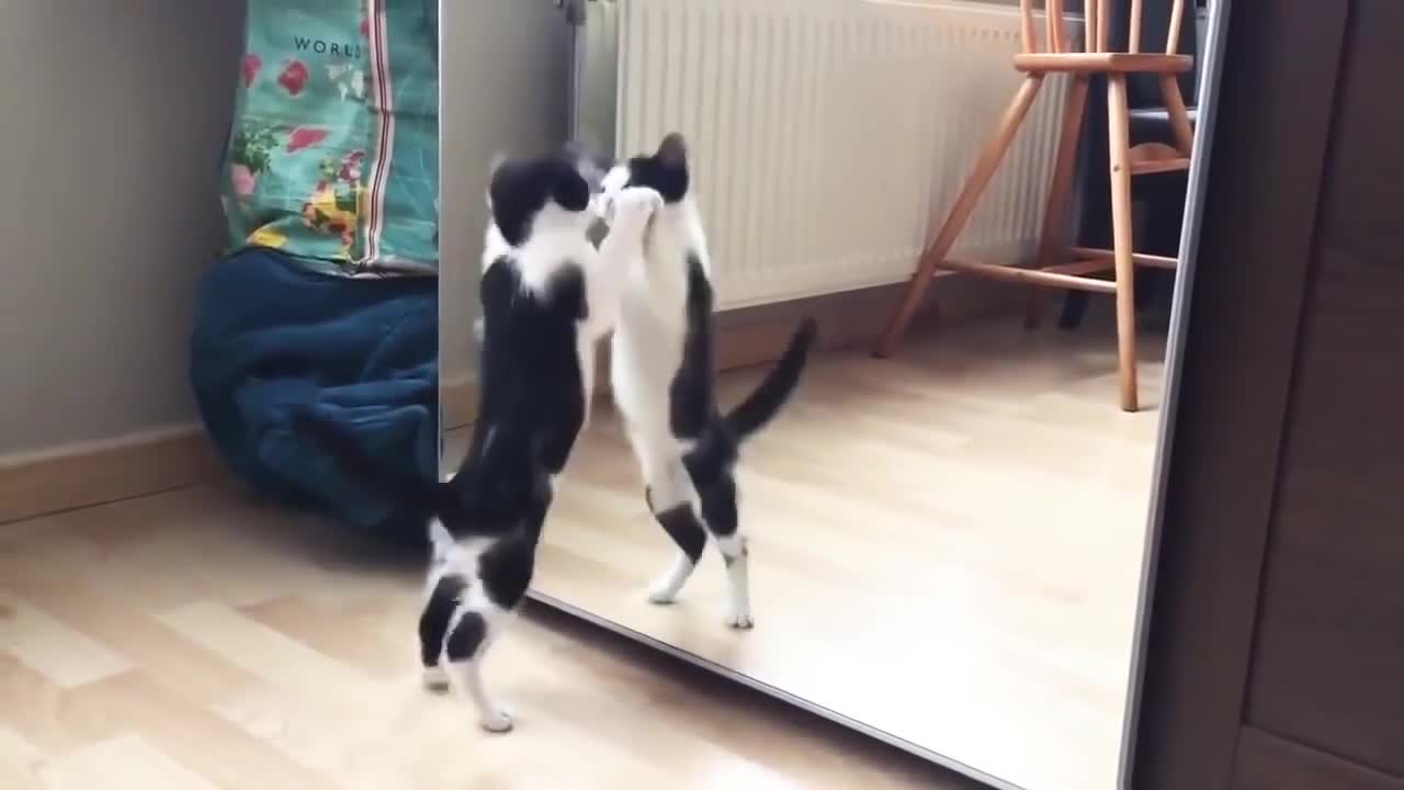Funny Cat And Mirror Video! Funny Video