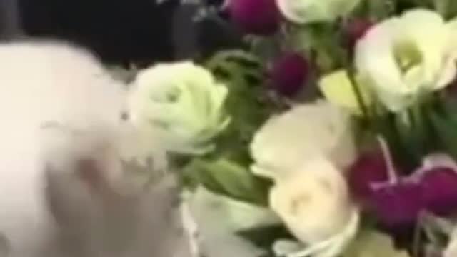 Cute Catsπππ»π»πΈ#shorts #funnycats #animalsshorts