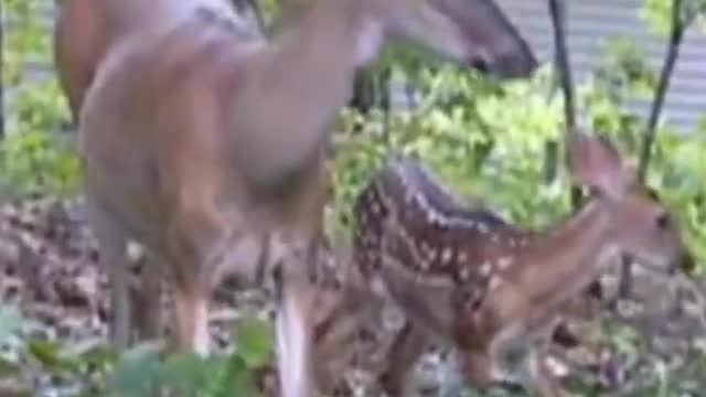 Backyard deer and fawn.
