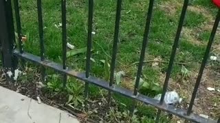 Dog Perplexed by Piñata