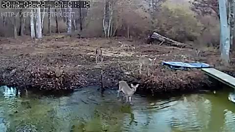 Deer Playing