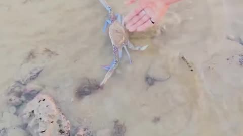 I got hidden crab