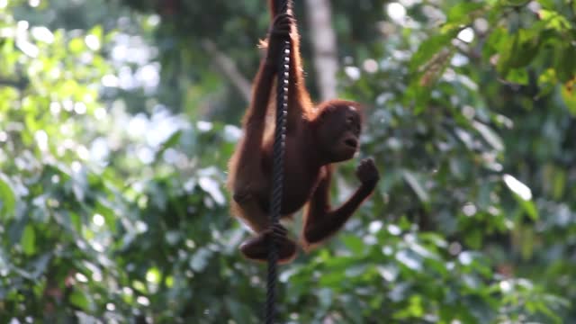 Bangkok Safari World Orangutans Photo Shoot